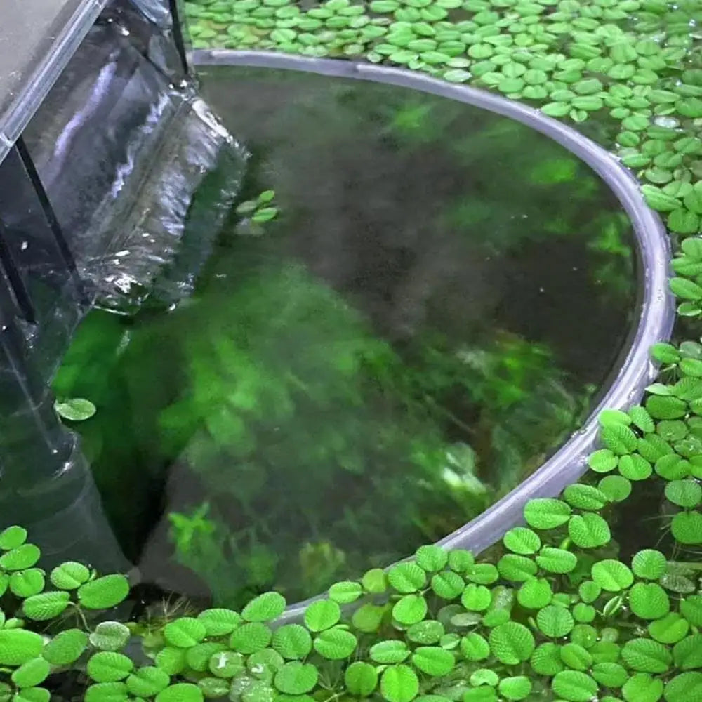 Plant Corral Fish Feeding Ring