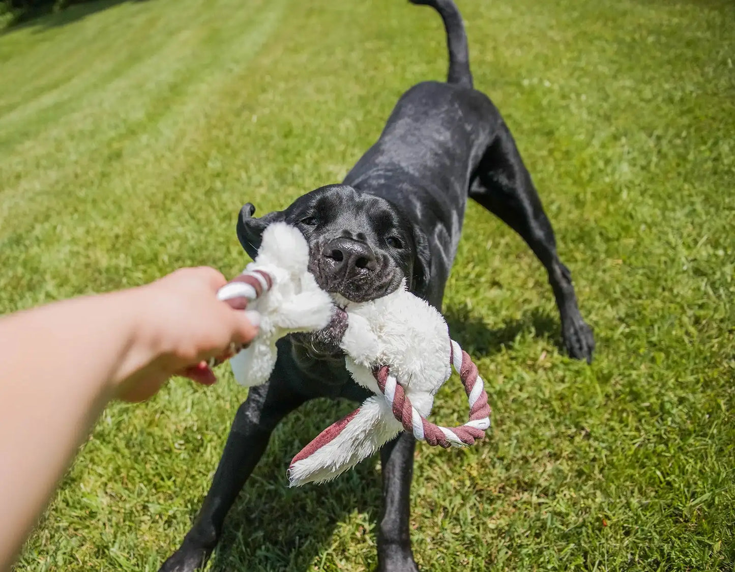 Rope Dog Toy, Pull and Crinkle Animal