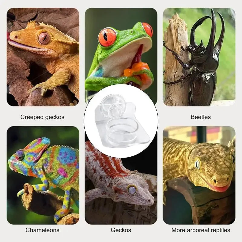 Magnetic Reptile Feeding Ledge Suction Cup