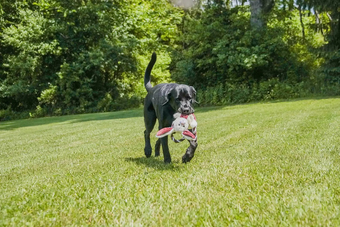 Rope Dog Toy, Pull and Crinkle Animal