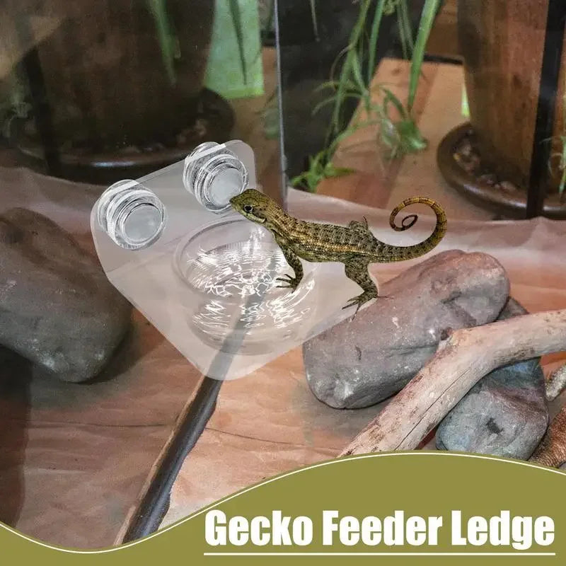 Magnetic Reptile Feeding Ledge Suction Cup