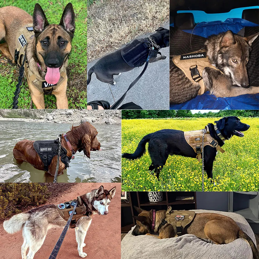 Large Padded Dog Harness And Leash Set