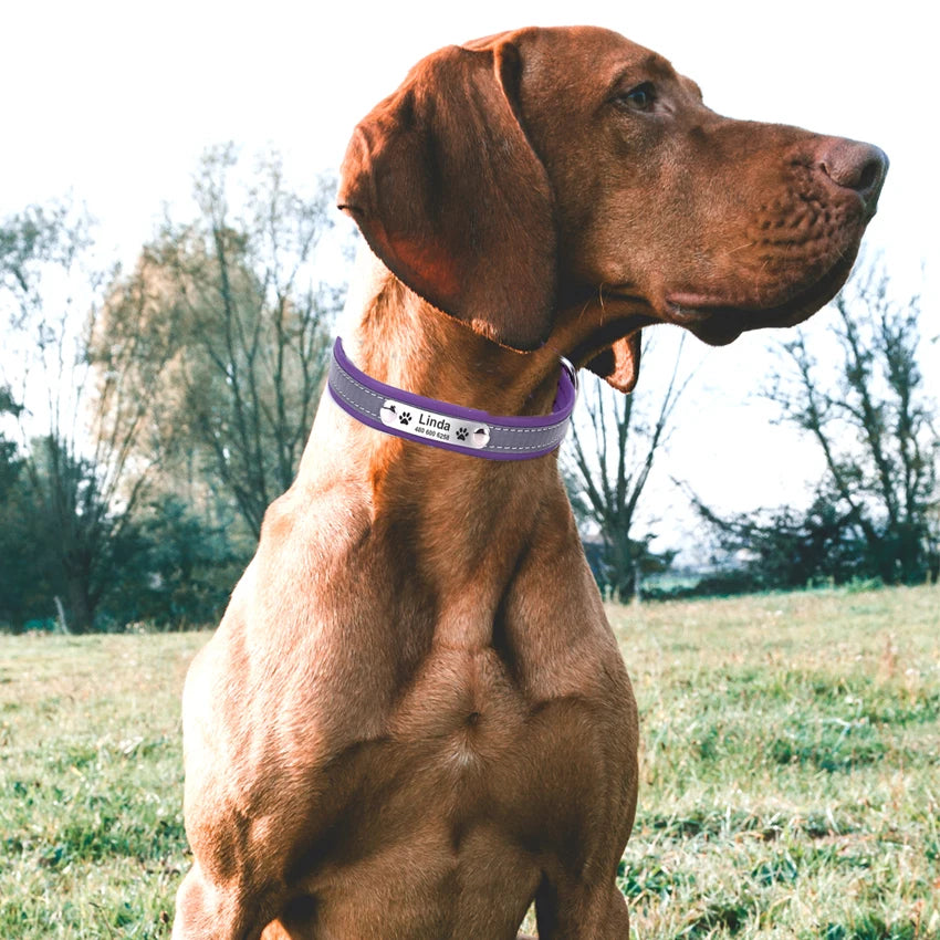 Personalized Reflective Dog Collar