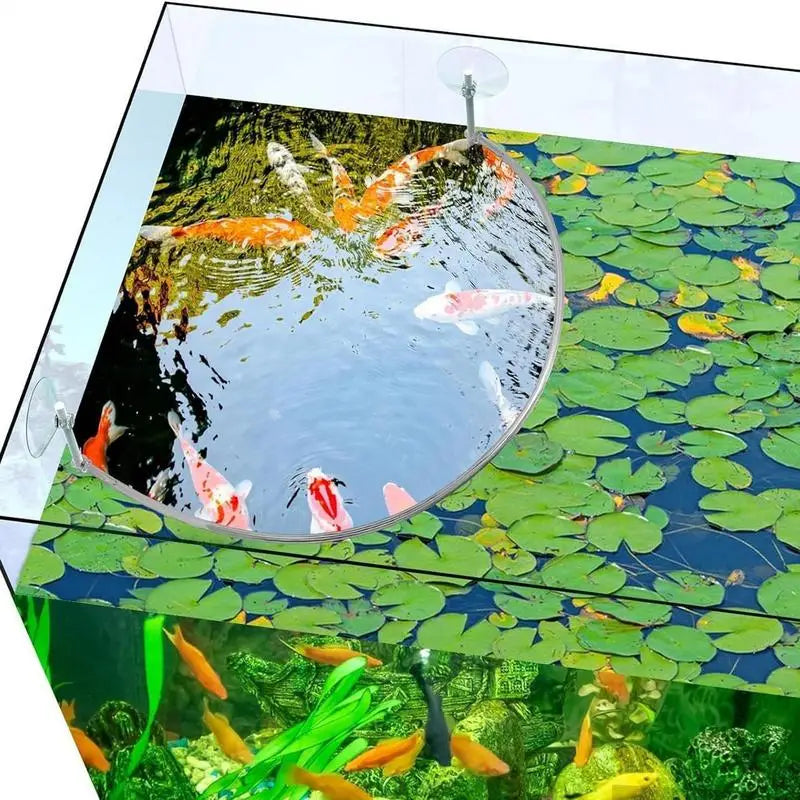Plant Corral Fish Feeding Ring