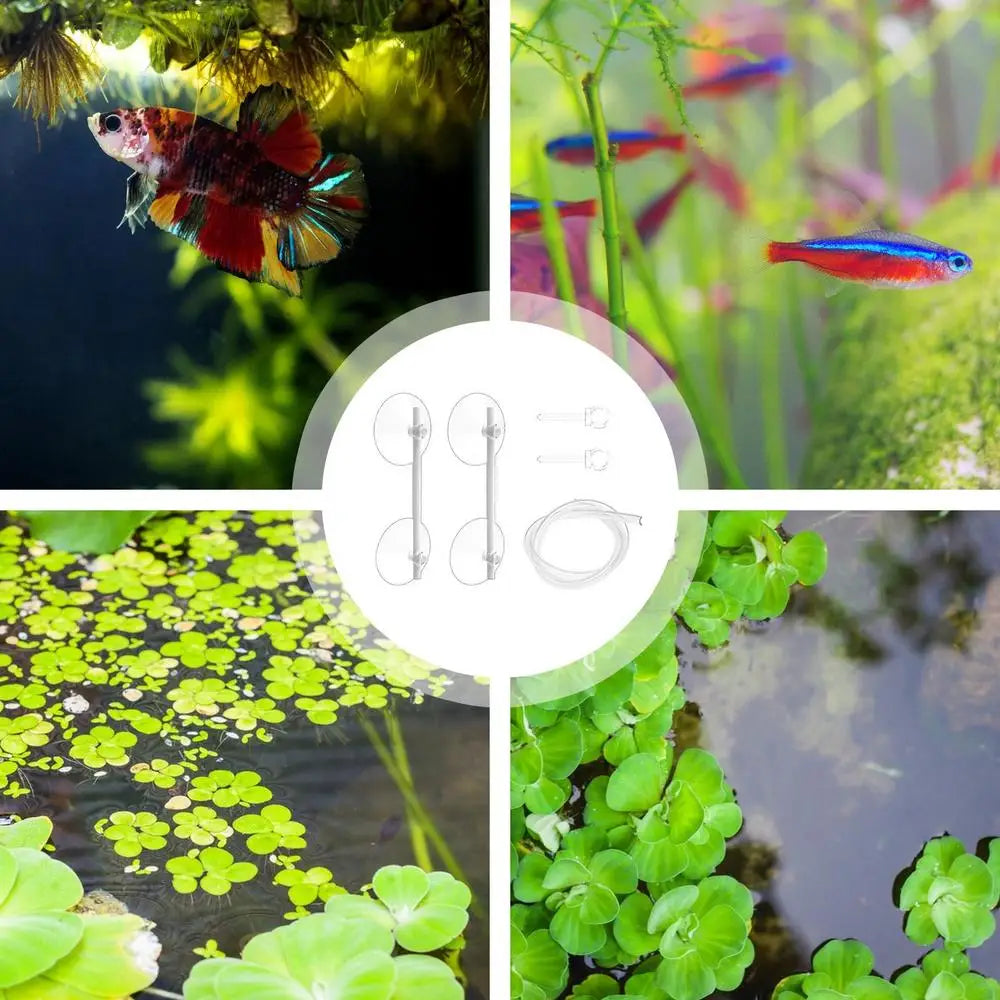 Plant Corral Fish Feeding Ring
