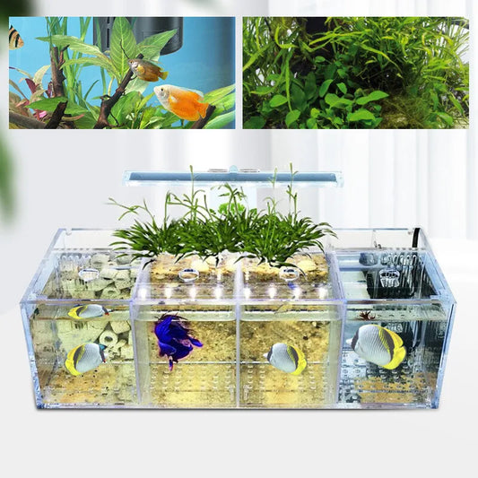 Aquaponic Betta Tank USB-Powered Aquaponic Betta Tank